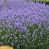 org:/banners-teasers/Garden Tips/Thumbnails/Lavendel.jpg